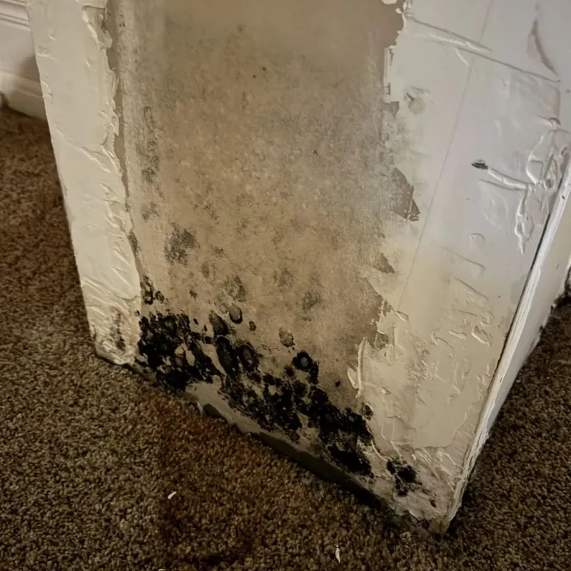 Professional Mold Removal in Aberdeen, IN